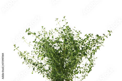 Fresh green thyme isolated on white background