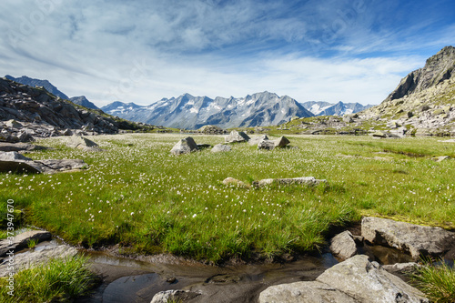 Bergsee mit Wollgrasfeld und Gebirge im Hintergrund im Zillertal in Tirol