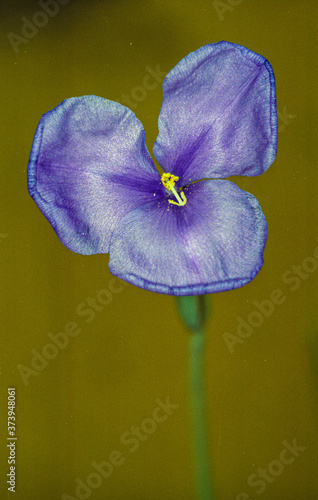 fleurs bush australien photo