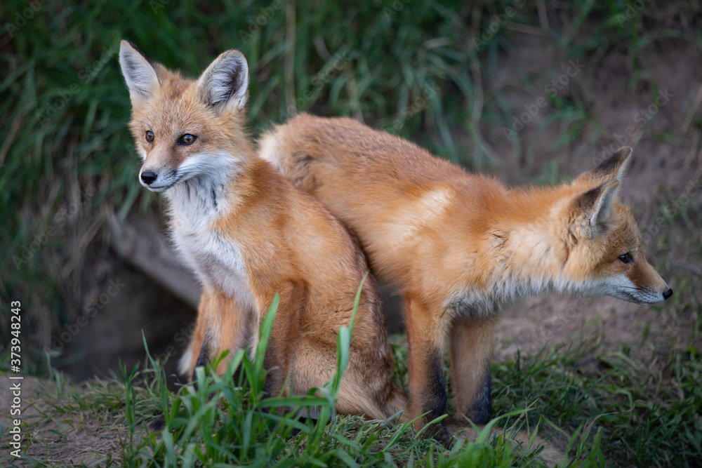 Red fox kits in the spring