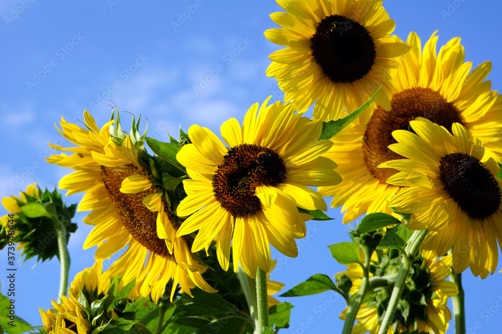 Sonnenblumen, Familie der Korbblütler (Asteraceae) Stock Photo Adobe