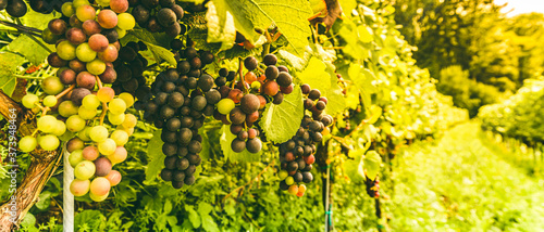 Fotografija Vineyards at late summer. Ripe red grapes in Austria