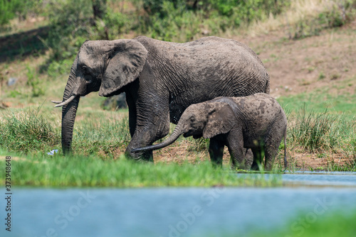   l  phant d Afrique   Loxodonta africana  Parc national Kruger  Afrique du Sud