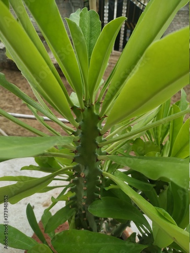 Canvas Print Tropical Plant stock photos. This photo is taken in india.