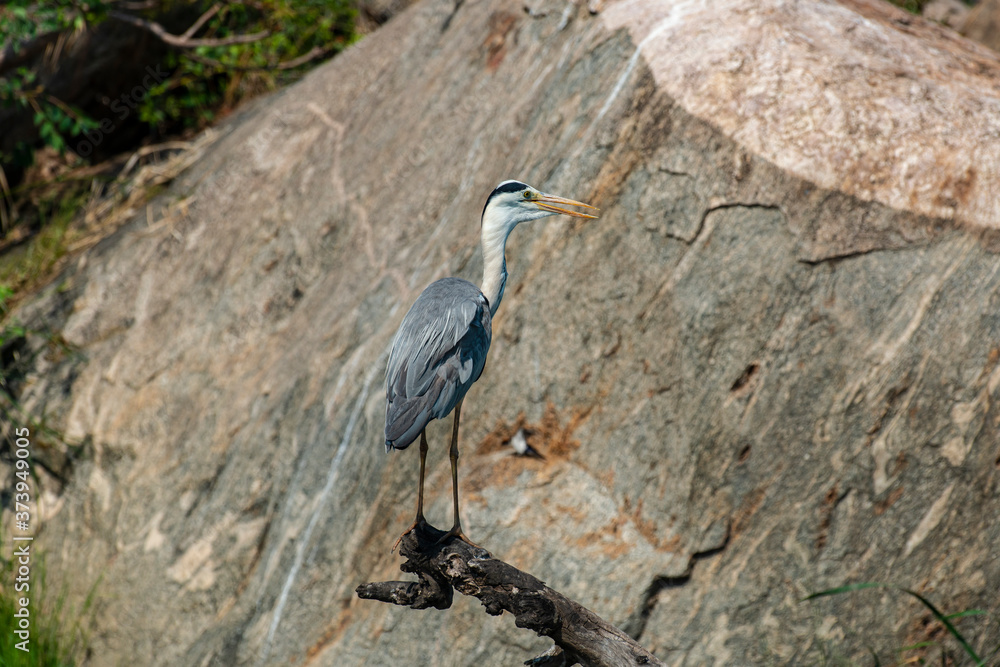 Fototapeta premium Héron cendré, Ardea cinerea, Grey Heron