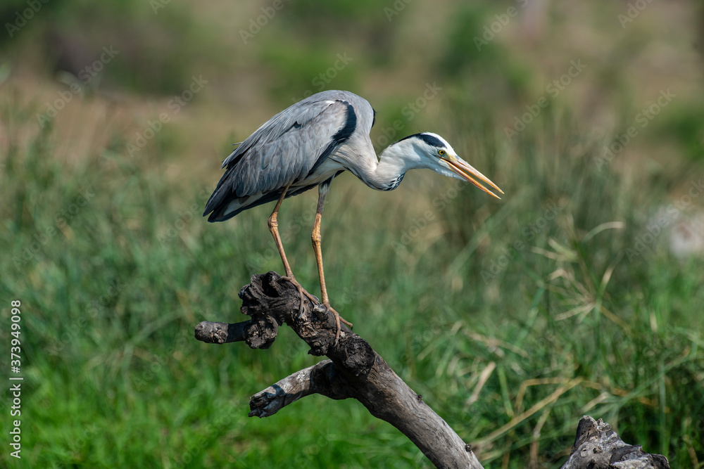 Fototapeta premium Héron cendré, Ardea cinerea, Grey Heron