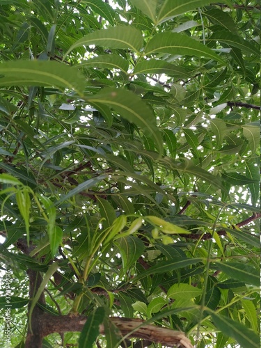 Photography Neem tree Leaf stock photos. This photos is taken in India.