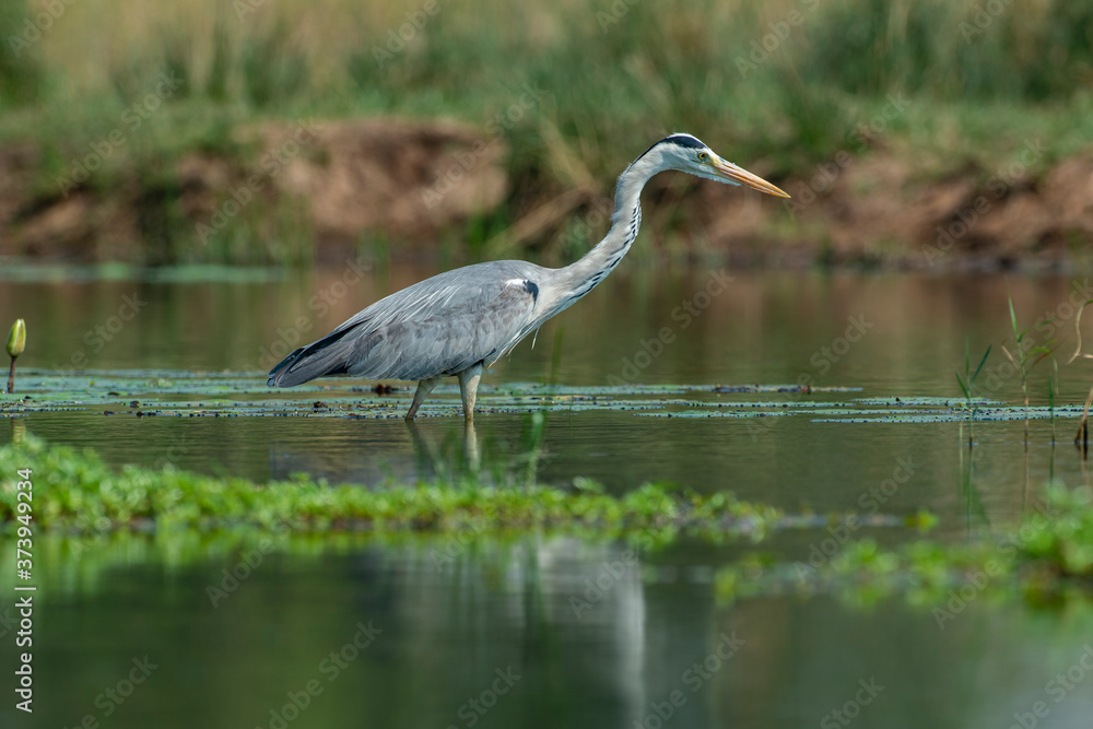 Fototapeta premium Héron cendré, Ardea cinerea, Grey Heron
