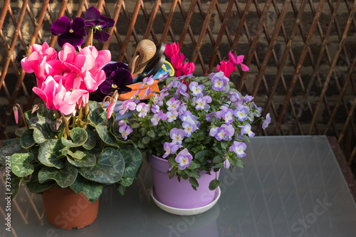 Sun Rays Fallen to Beautiful Pink Cyclamen in Pot Outside. It`s many Different Autumn Flowers and Garden Tools are on Garden Table - Background, Copy Space. Cold Season Planting & Gardening. 