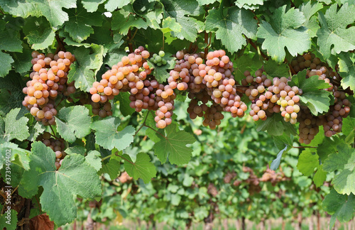 Pinot gris grapes,  brownish pink variety, hanging on vine few days before the harvest	 photo