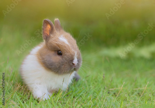 cute little rabbit on the green grass