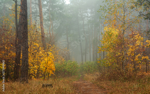 Fototapeta Naklejka Na Ścianę i Meble -  leaf fall. The forest is shrouded in morning fog. The leaves are colored with autumn colors.