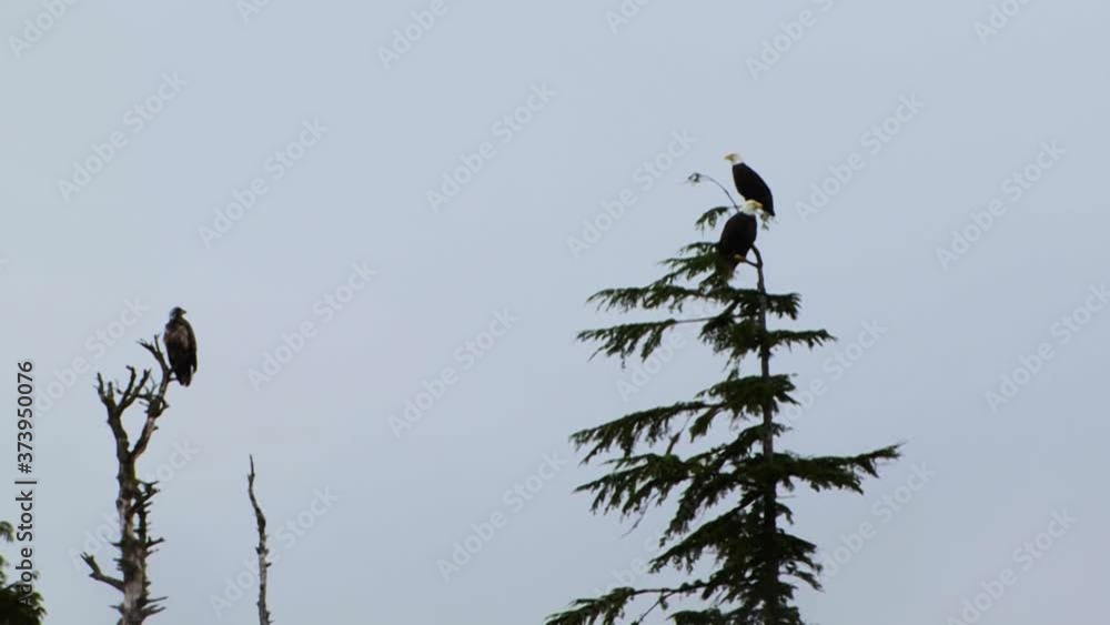 Two adult bald eagles and a juvenile bald eagle resting on top of the trees in Sitka, Alaska. Two adult bald eagles and a juvenile bald eagle resting on top of the trees in Sitka, Alaska.