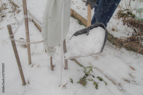 Winter work on the garden plot. Add snow to the roots of a young tree.