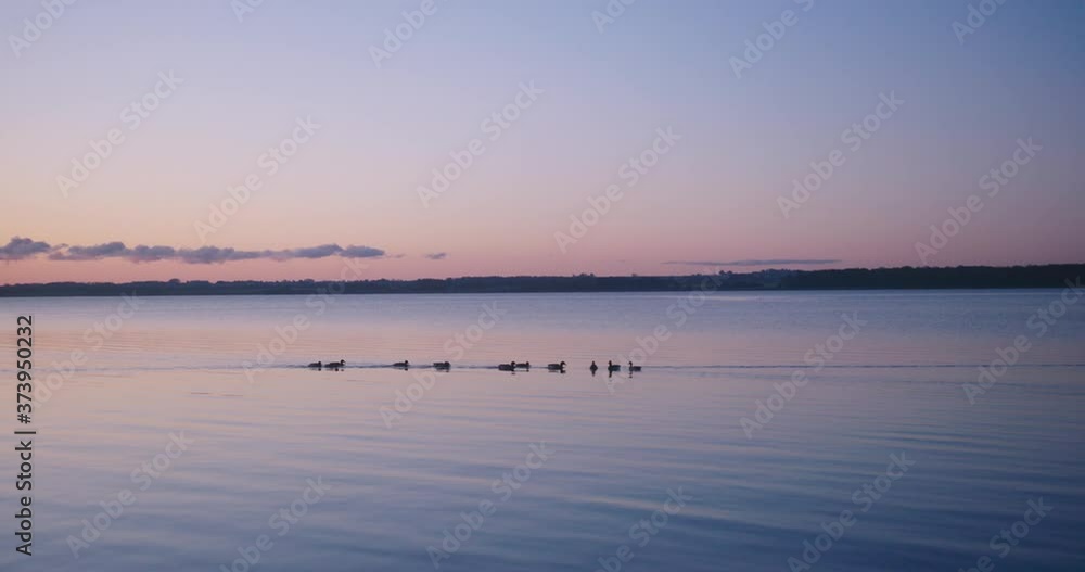 SLOW-MOTION: Ducks swimming in a lake during sunset SLOW-MOTION: Ducks swimming in a lake during sunset