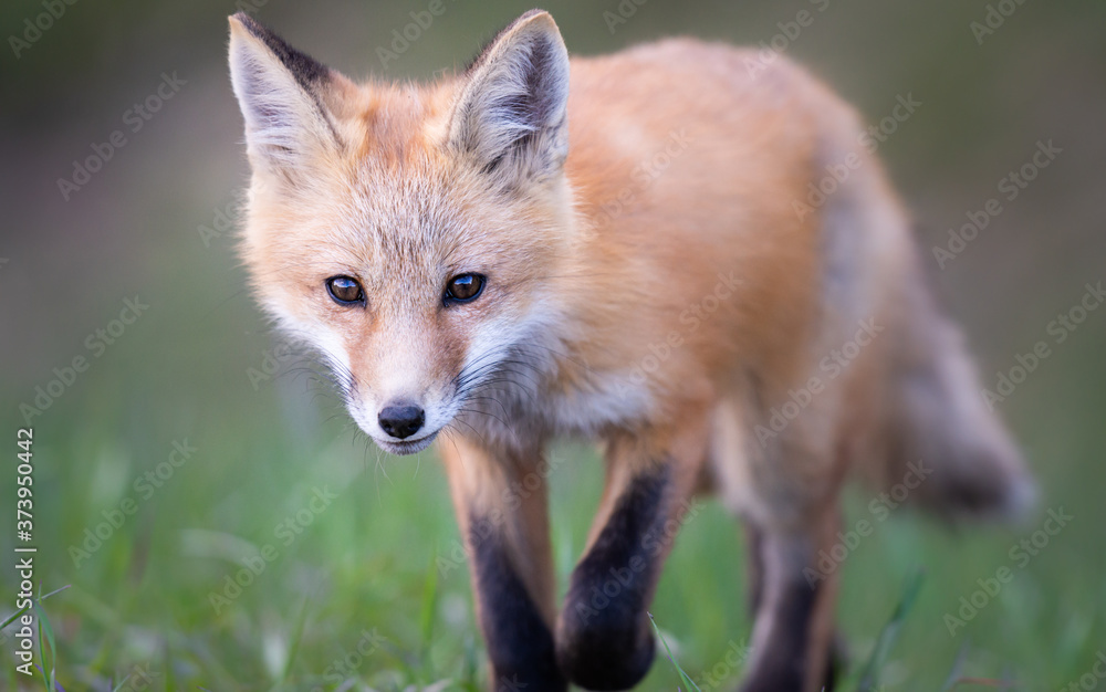 Red fox kits in the spring Red fox kits in the spring