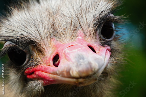 Close up photo of a ostrich bird in a zoo