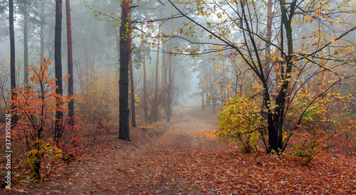 leaf fall. The forest is shrouded in morning fog. The leaves are colored with autumn colors.