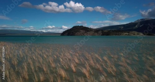 Scenic summertime flight above turquoise Yukon Kluane lake with grass at lakeside edge with view of Jacquot island in background on bright blue sunny sky day, Canada, overhead aerial approach photo