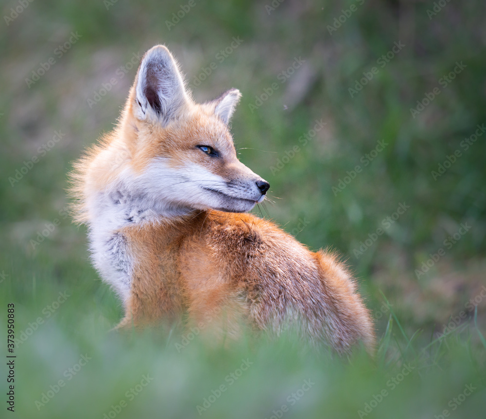 Fototapeta premium Red fox kits in the spring