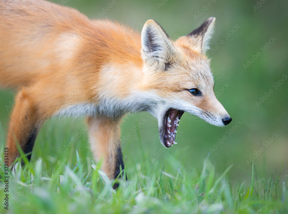 Obraz premium Red fox kits in the spring