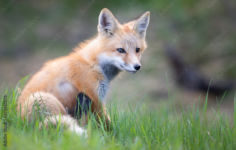 Obraz premium Red fox kits in the spring