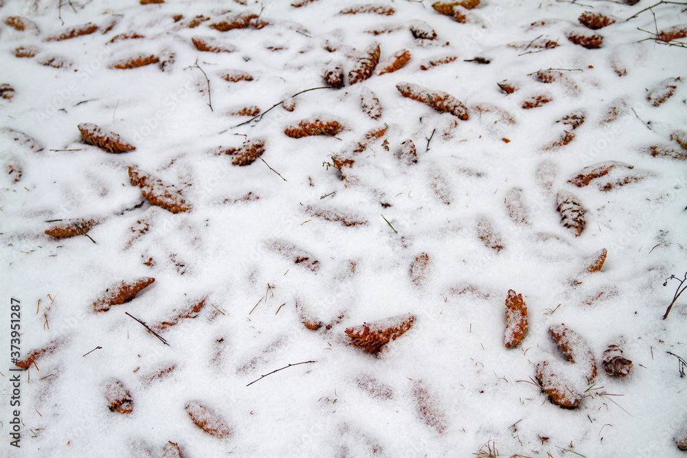 The squirrel threw the eaten cones on the snow under the tree. Winter background. The squirrel threw the eaten cones on the snow under the tree. Winter background.