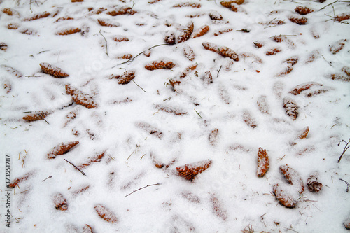 The squirrel threw the eaten cones on the snow under the tree. Winter background.