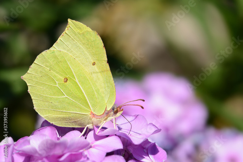 Schmetterling 760 photo