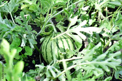The fruit of the watermelon stripes on the plantation in the summer