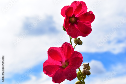 Red Mallow flowers against the background of greenery and sky