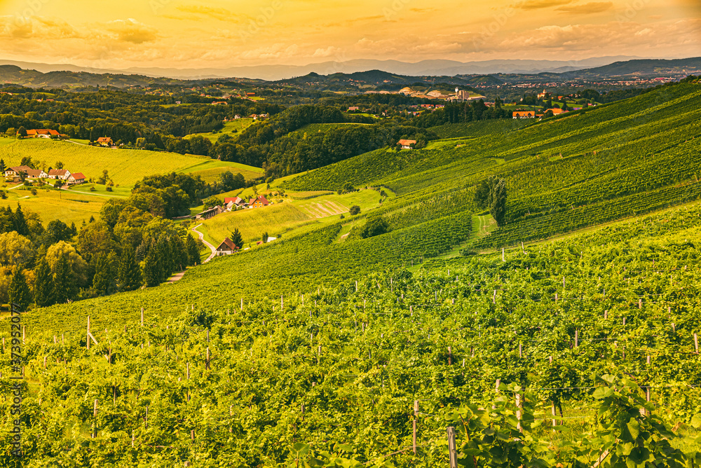 Vineyard landscape at South Styrian Wine Road in Austria.