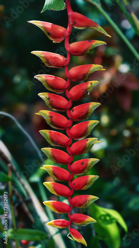Background with red heliconia flowers on blurred backdrop