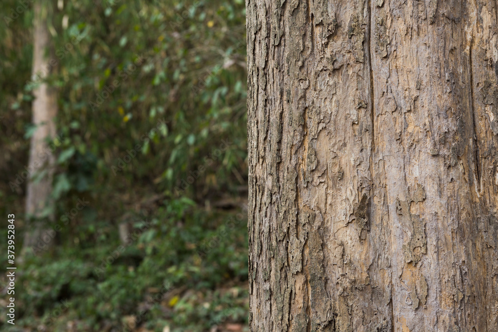 Teak:Tectona grandis. One of world’s most valuable tropical hardwoods. High tensile strength. Teak:Tectona grandis. One of world’s most valuable tropical hardwoods. High tensile strength.