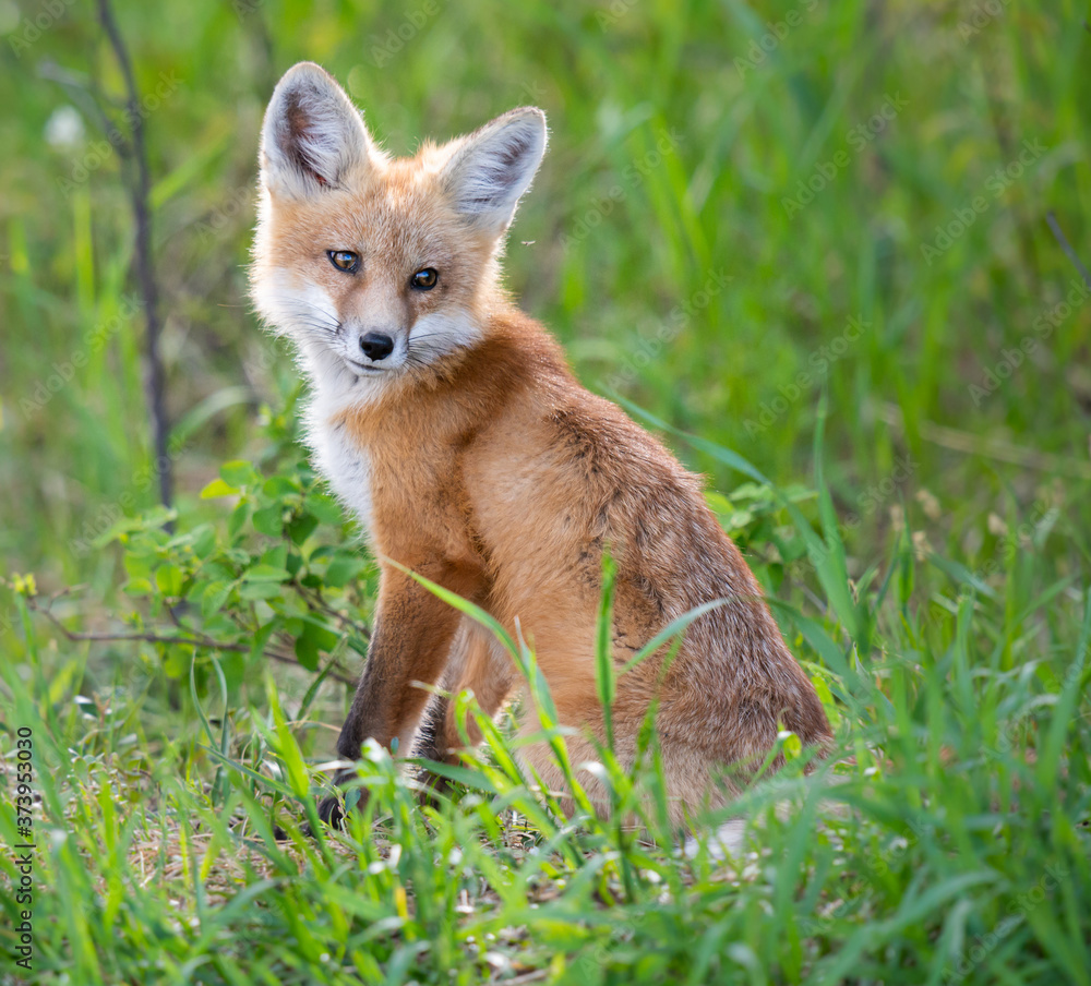 Red fox kit in the wild Red fox kit in the wild