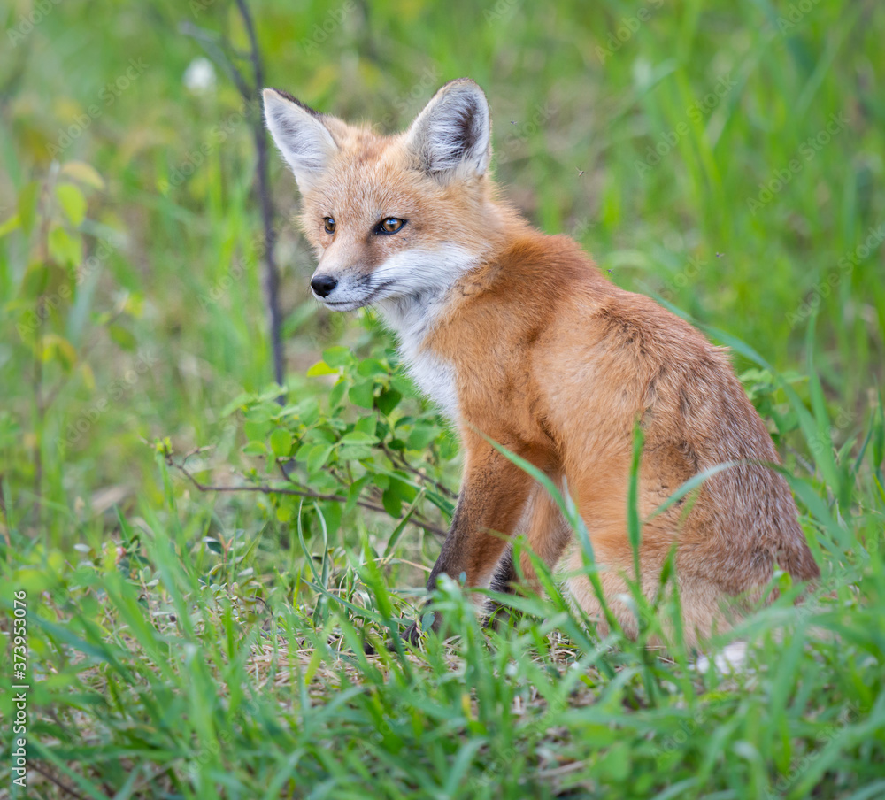 Red fox kit in the wild Red fox kit in the wild