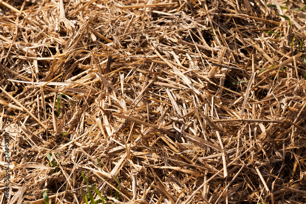 dense stacks of straw