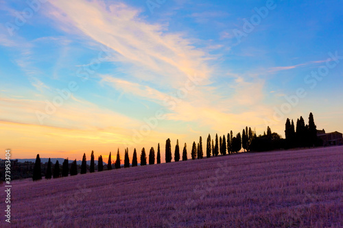 Beautiful landscape panorama in Tuscany with an avenue of cypress trees in the sunset.