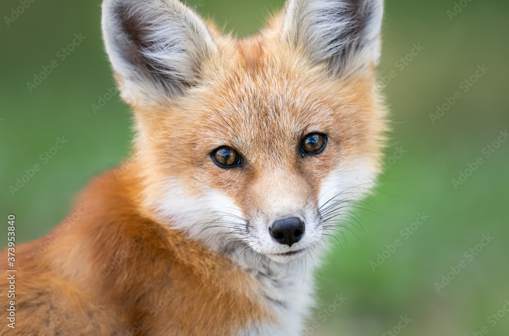 Red fox kit in the wild Red fox kit in the wild