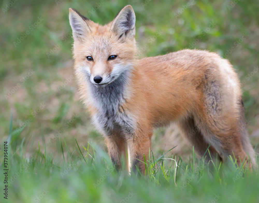 Fototapeta premium Red fox kit in the wild