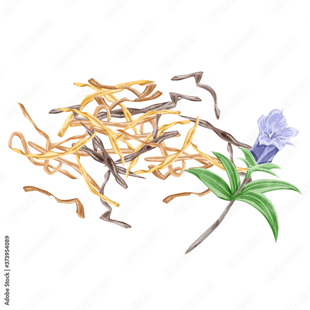 竜胆 リュウタン 漢方薬の生薬水彩イラスト Stock Vector Adobe Stock