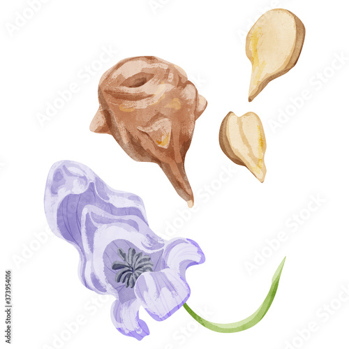 附子（フズ）漢方薬の生薬水彩イラスト