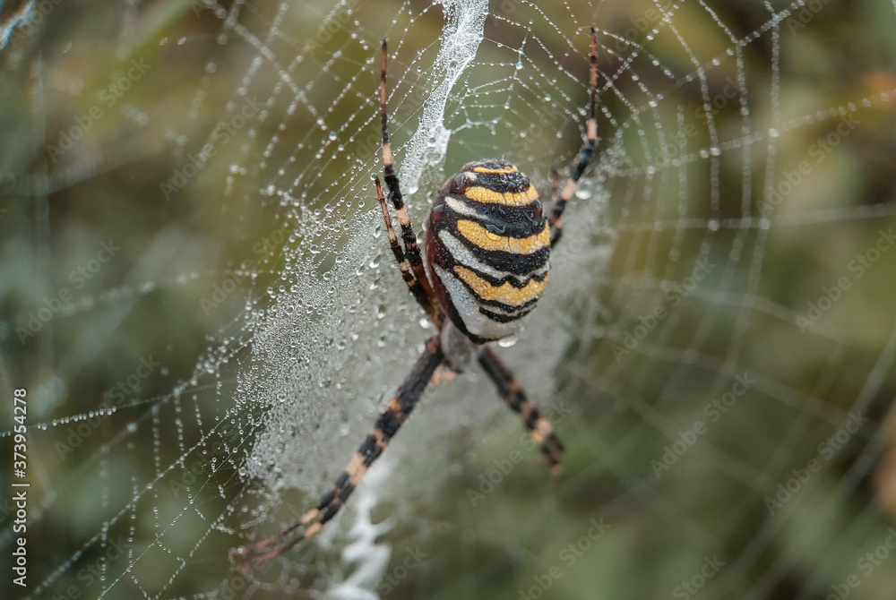 Argiope (Argiope bruennichi) / Black and yellow spider (argiope) on his web Argiope (Argiope bruennichi) / Black and yellow spider (argiope) on his web