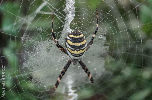 Argiope (Argiope bruennichi) / Black and yellow spider (argiope) on his web
