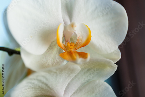  A beautiful white orchid flower with an orange center. Screensaver with a beautiful flower
