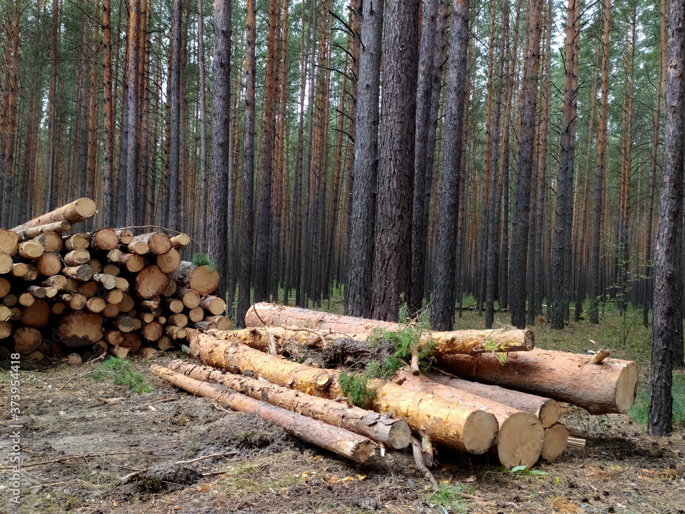 Sawed logs lie in a pine forest in summer. Russia. Siberia. Logging. Forestry. Nature management. Mobile photo..