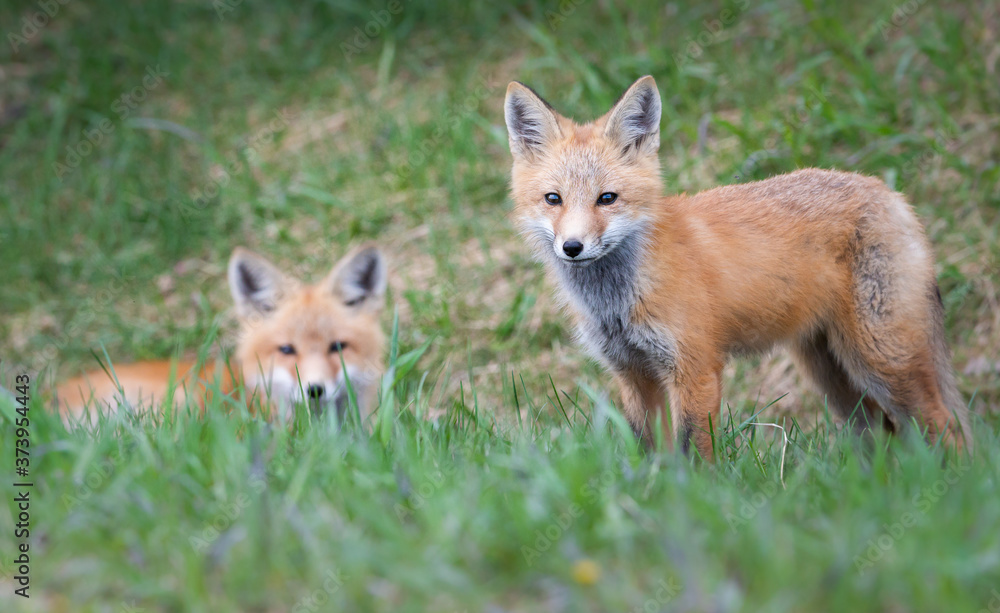 Obraz premium Red fox kit in the wild