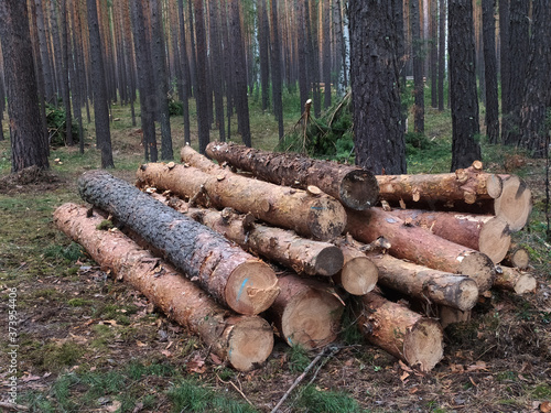Sawed logs lie in a pine forest in summer. Russia. Siberia. Logging. Forestry. Nature management. Mobile photo..