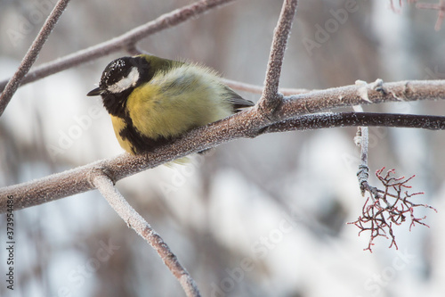 Bird titmouse in the winter Siberian forest