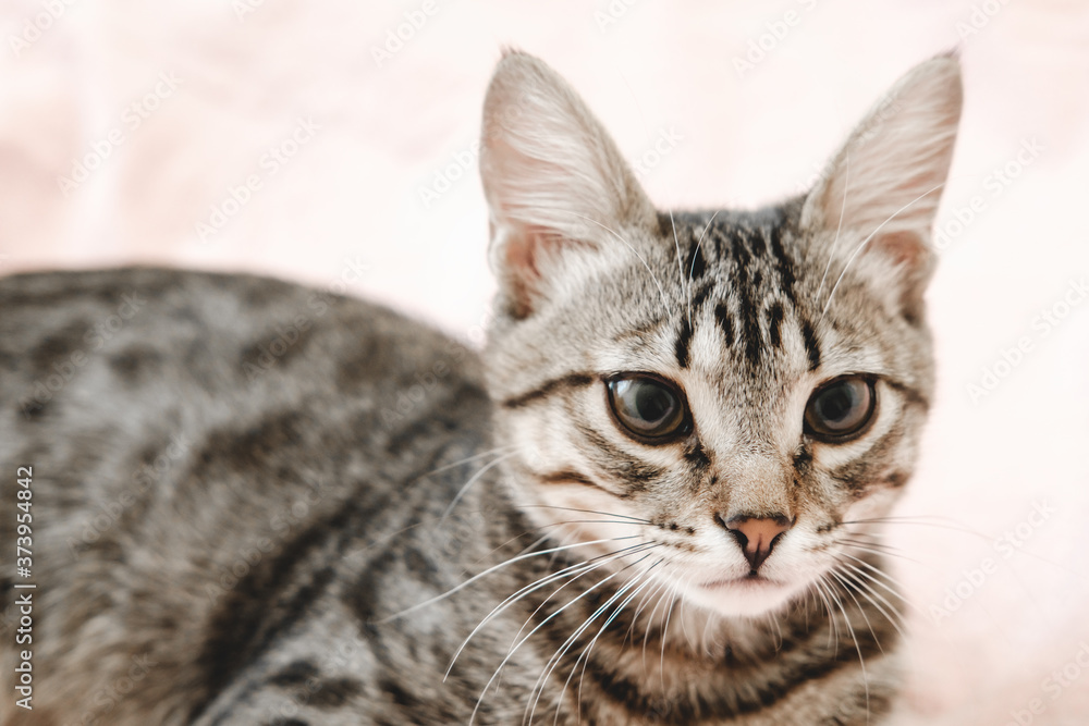 Gray striped tabby kitten playing on the bed. Young short-haired cat lying on a pink plaid. Gray striped tabby kitten playing on the bed. Young short-haired cat lying on a pink plaid.